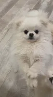 Rain , a male Pomeranian for sale in Valley Springs, CA – 1 of 3
