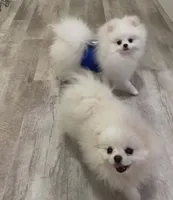 Rain , a male Pomeranian for sale in Valley Springs, CA – 3 of 3