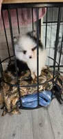 Teddy , a male Pomeranian for sale in Valley Springs, CA – 2 of 3