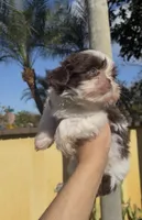 Fluffy , a male Shih Tzu for sale in Miami, FL – Photo 2 of 4