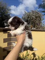 Fluffy , a male Shih Tzu for sale in Miami, FL – Photo 4 of 4