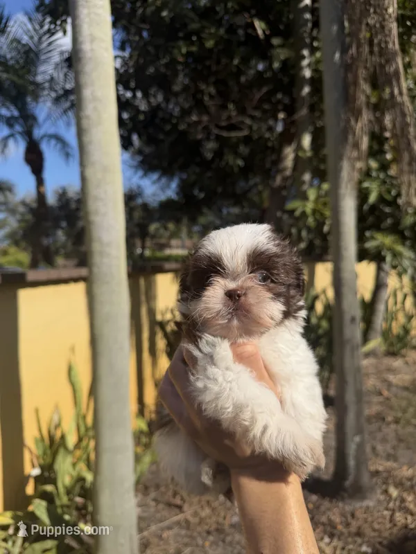 Fluffy , a male Shih Tzu for sale in Miami, FL – Photo 1 of 4