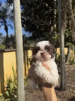 Fluffy , a male Shih Tzu for sale in Miami, FL – Photo 1 of 4