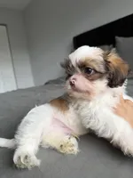 Blue, a male Shih Tzu for sale in Miami, FL – Photo 1 of 6