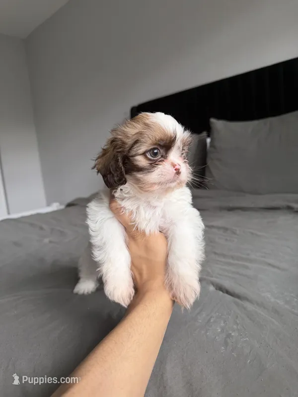Blue – Shih Tzu puppy for sale in Miami, FL