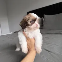 Buddy blue , a male Shih Tzu for sale in Miami, FL – Photo 2 of 6