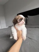 Blue, a male Shih Tzu for sale in Miami, FL – Photo 6 of 6