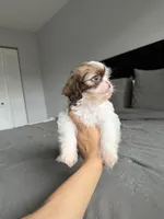 Blue, a male Shih Tzu for sale in Miami, FL – Photo 5 of 6