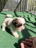 Buddy blue , a male Shih Tzu for sale in Miami, FL – Photo 5 of 6