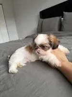 Blue, a male Shih Tzu for sale in Miami, FL – Photo 2 of 6