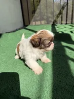 Bleu, a male Shih Tzu for sale in Miami, FL – Photo 5 of 5