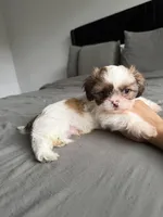 Blue, a male Shih Tzu for sale in Miami, FL – Photo 3 of 6