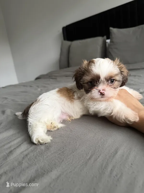 Buddy blue  – Shih Tzu puppy for sale in Miami, FL