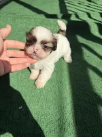 Buddy blue , a male Shih Tzu for sale in Miami, FL – Photo 3 of 6