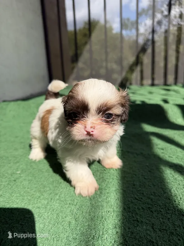 Buddy blue , a male Shih Tzu for sale in Miami, FL – Photo 1 of 6