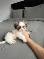 Blue, a male Shih Tzu for sale in Miami, FL – Photo 4 of 6