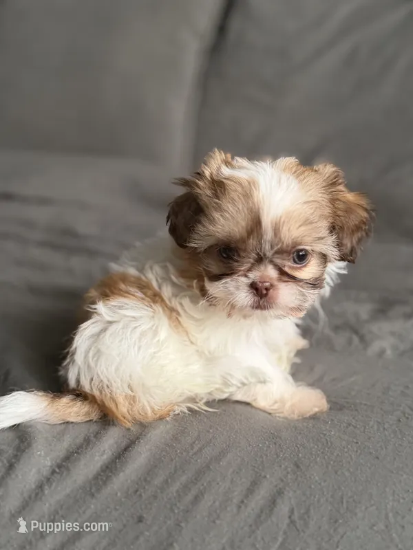 Pink, a female Shih Tzu for sale in Miami, FL – Photo 1 of 7