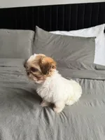 Pink, a female Shih Tzu for sale in Miami, FL – Photo 7 of 7