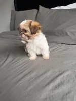 Pink, a female Shih Tzu for sale in Miami, FL – Photo 6 of 7