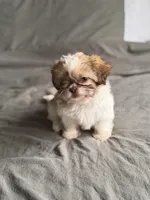 Pink, a female Shih Tzu for sale in Miami, FL – Photo 2 of 7