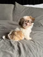 Pink, a female Shih Tzu for sale in Miami, FL – Photo 5 of 7