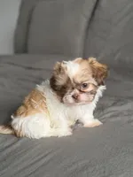 Pink, a female Shih Tzu for sale in Miami, FL – Photo 4 of 7