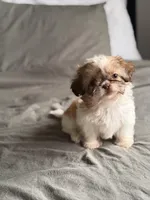 Pink, a female Shih Tzu for sale in Miami, FL – Photo 3 of 7