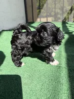 Bentley, a male Shih Tzu for sale in Miami, FL – Photo 1 of 5