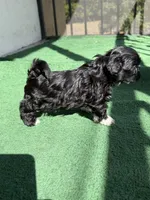 Bentley, a male Shih Tzu for sale in Miami, FL – Photo 4 of 5