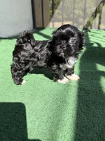 Bentley, a male Shih Tzu for sale in Miami, FL – Photo 2 of 5