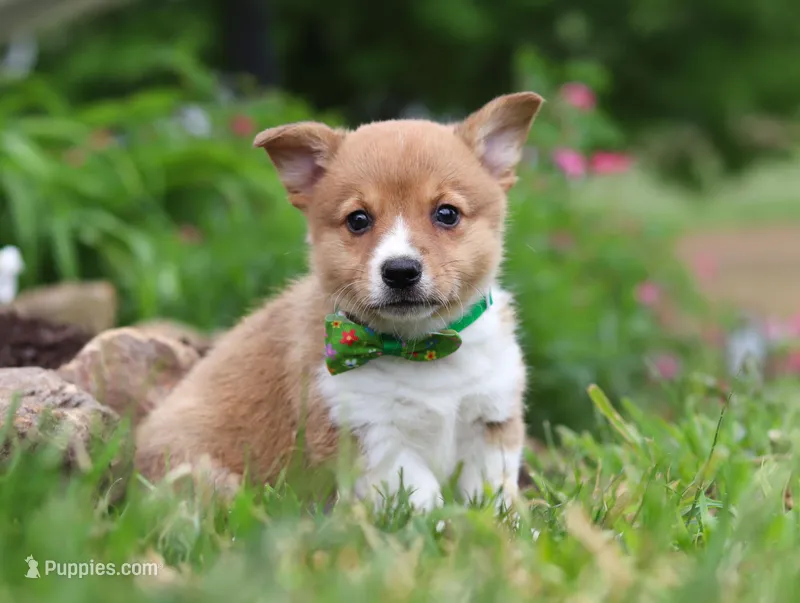 Gabe, a male Pembroke Welsh Corgi for sale in Dundee, OH – Photo 1 of 8