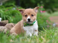 Gabe, a male Pembroke Welsh Corgi for sale in Dundee, OH – Photo 1 of 8