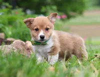 Gabe, a male Pembroke Welsh Corgi for sale in Dundee, OH – Photo 2 of 8