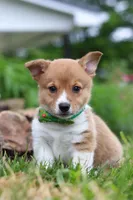 Gabe, a male Pembroke Welsh Corgi for sale in Dundee, OH – Photo 8 of 8