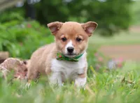 Gabe, a male Pembroke Welsh Corgi for sale in Dundee, OH – Photo 3 of 8