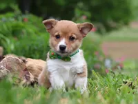 Gabe, a male Pembroke Welsh Corgi for sale in Dundee, OH – Photo 5 of 8