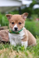 Gabe, a male Pembroke Welsh Corgi for sale in Dundee, OH – Photo 6 of 8