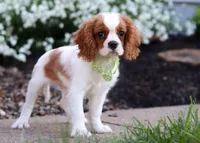 Franky, a male Cavalier King Charles Spaniel for sale in Dundee, OH – Photo 1 of 6