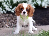 Franky, a male Cavalier King Charles Spaniel for sale in Dundee, OH – Photo 4 of 6