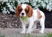 Franky, a male Cavalier King Charles Spaniel for sale in Dundee, OH – Photo 6 of 6