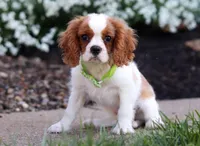 Franky, a male Cavalier King Charles Spaniel for sale in Dundee, OH – Photo 5 of 6