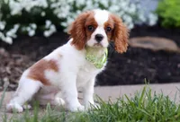 Franky, a male Cavalier King Charles Spaniel for sale in Dundee, OH – Photo 3 of 6