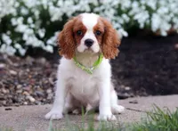 Franky, a male Cavalier King Charles Spaniel for sale in Dundee, OH – Photo 2 of 6