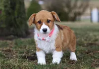 Avery, a female Pembroke Welsh Corgi for sale in Dundee, OH – Photo 3 of 8