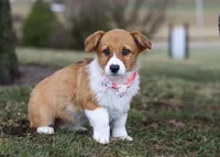 Avery, a female Pembroke Welsh Corgi for sale in Dundee, OH – Photo 8 of 8