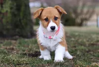 Avery, a female Pembroke Welsh Corgi for sale in Dundee, OH – Photo 7 of 8