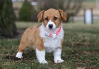 Avery, a female Pembroke Welsh Corgi for sale in Dundee, OH – Photo 5 of 8