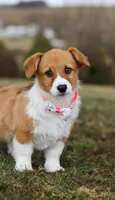 Avery, a female Pembroke Welsh Corgi for sale in Dundee, OH – Photo 4 of 8