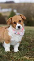 Avery, a female Pembroke Welsh Corgi for sale in Dundee, OH – Photo 6 of 8