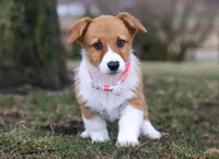 Avery, a female Pembroke Welsh Corgi for sale in Dundee, OH – Photo 2 of 8